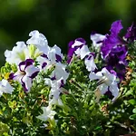 Farm stay Casale Beatrice Degli Ulivi *