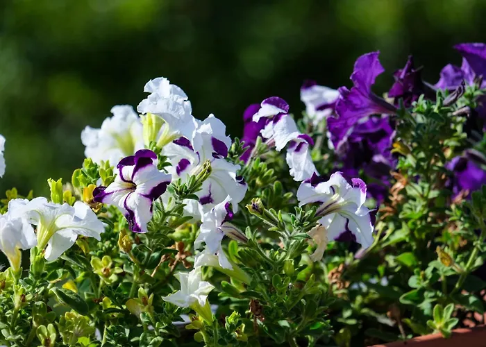 Farm stay Casale Beatrice Degli Ulivi *